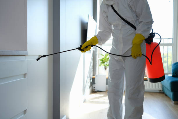 Best Attic Mold Removal  in Hamshire, TX